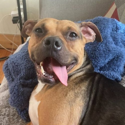 PLUM - Beagle / Pit Bull Terrier available for adoption