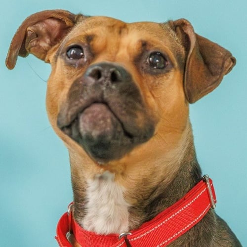 PLUM - Beagle / Pit Bull Terrier for adoption in St. Paul