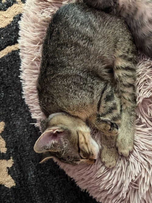 DEWEY - Domestic Short Hair available for adoption