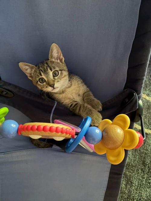 DEWEY - Domestic Short Hair available for adoption
