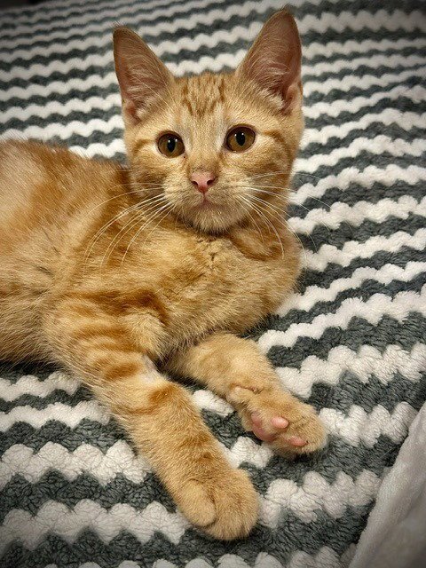 TWIG - PENDING - Domestic Short Hair available for adoption