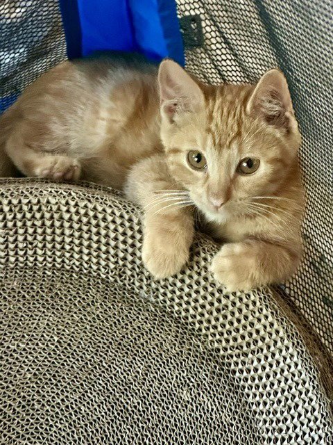 TWIG - PENDING - Domestic Short Hair available for adoption