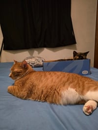 Gus - Photo 4
