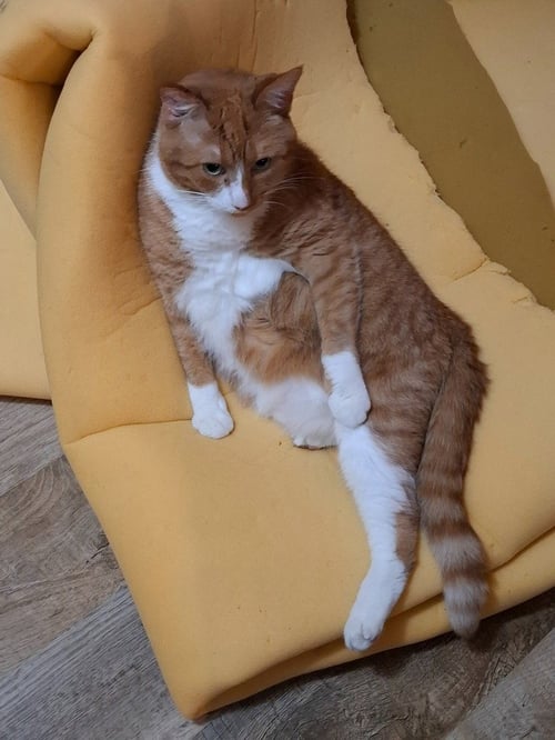 GUS - Domestic Short Hair available for adoption