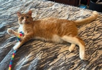 Gus - Photo 1