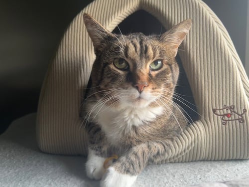 MINGUS - Domestic Short Hair available for adoption