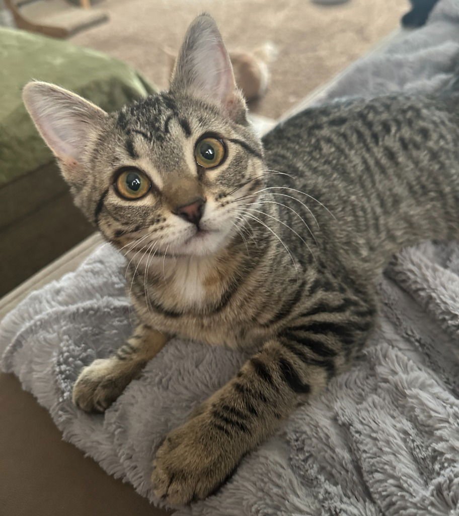 MARIE - NO LONGER ACCEPTING APPLICATIONS