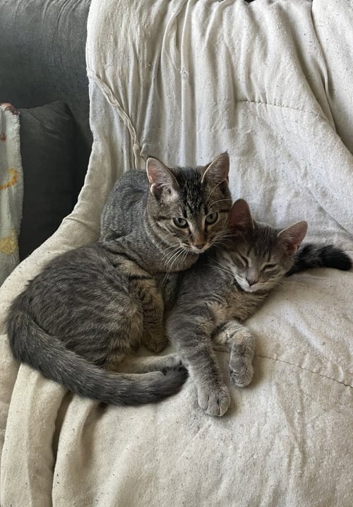 MONTY / MASON - Domestic Short Hair available for adoption