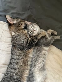 Monty / Mason - Photo 3