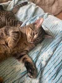 Monty / Mason - Photo 2