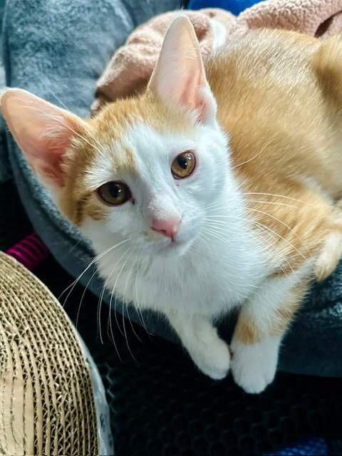 FIG - Domestic Short Hair available for adoption