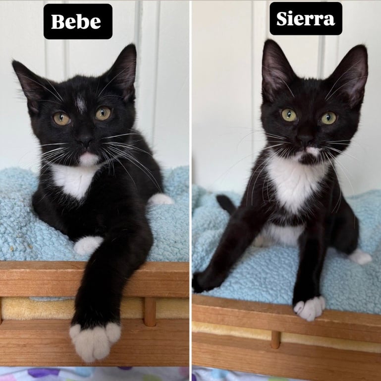 Bebe - Pending / Sierra - Pending Image