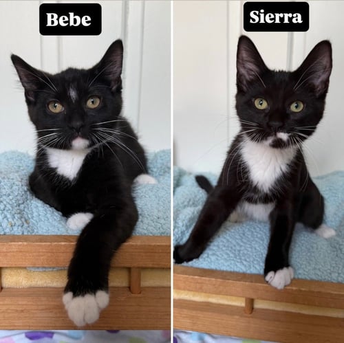 BEBE / SIERRA - Domestic Long Hair available for adoption
