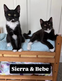 Bebe - Pending / Sierra - Pending - Photo 2