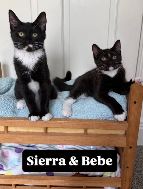 BEBE / SIERRA - Domestic Long Hair available for adoption