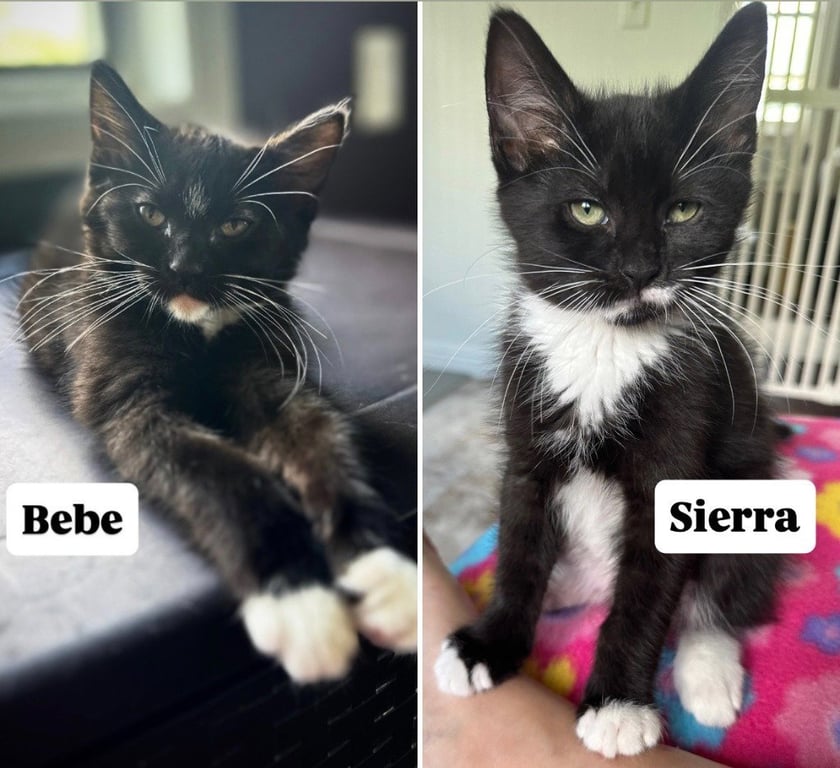 Bebe / Sierra Image