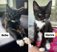 Bebe / Sierra - Photo 1