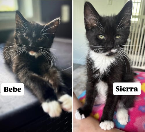 BEBE / SIERRA - Domestic Long Hair available for adoption