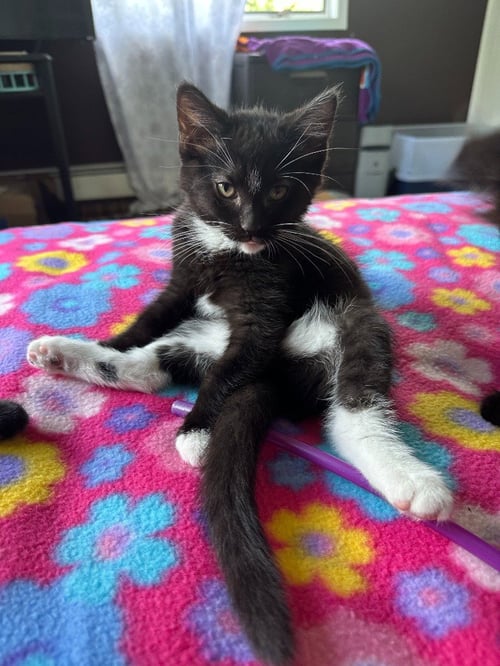 BEBE / SIERRA - Domestic Long Hair available for adoption