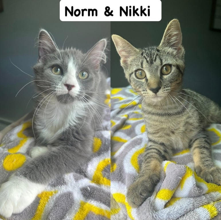 Norm / Nikki Image