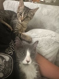 Norm / Nikki - Photo 2
