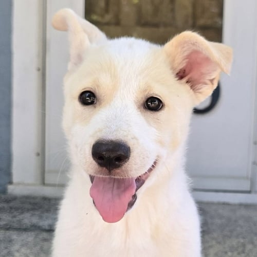 WIGGLES - PENDING ADOPTION