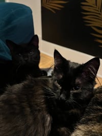 Meredith / Penny - Photo 1