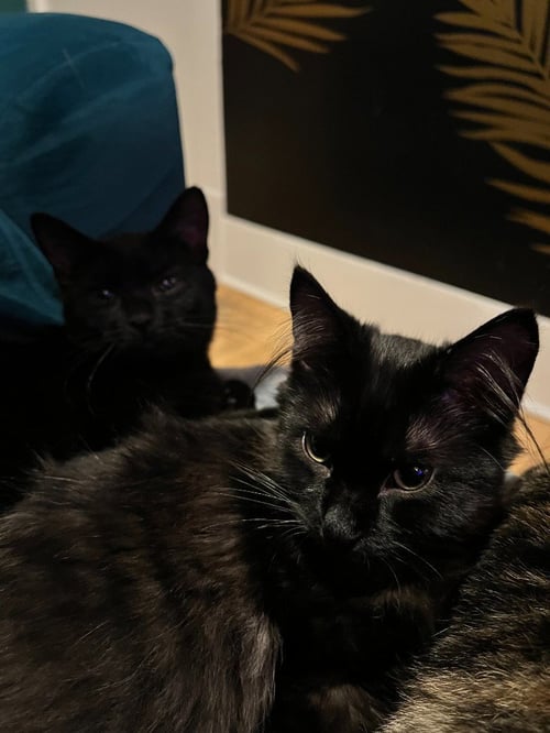 MEREDITH / PENNY - Domestic Long Hair available for adoption