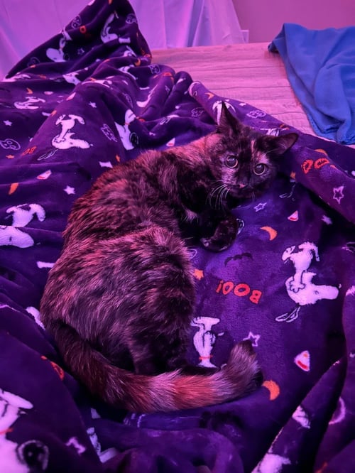 BONNIE - Domestic Short Hair available for adoption