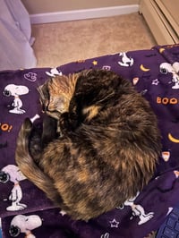 Bonnie - Photo 3
