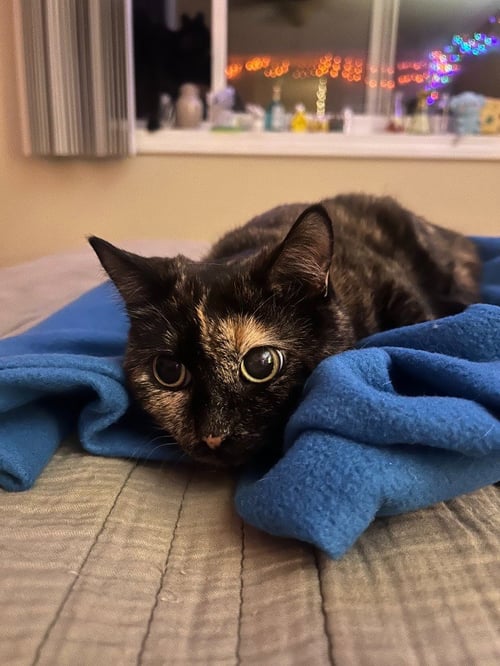 BONNIE - Domestic Short Hair available for adoption