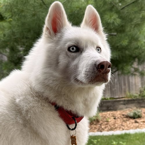 SNOW - NO LONGER ACCEPTING APPLICATIONS