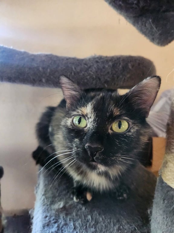 Mocha Image