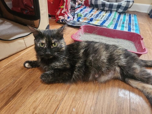 MOCHA - Domestic Short Hair available for adoption