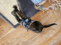 Mocha - Photo 3