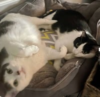 Louie / Vinnie - Photo 1