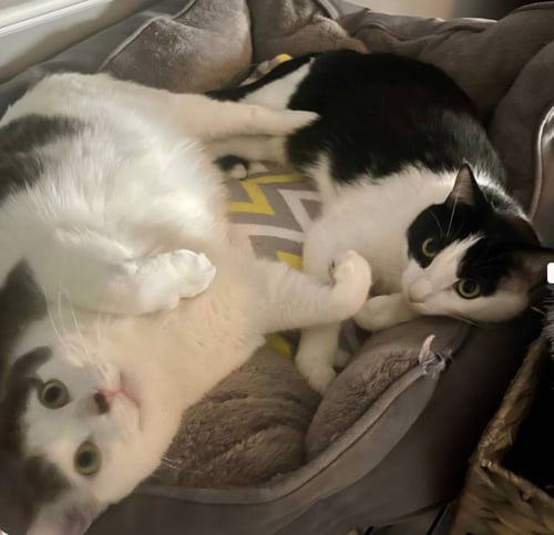 LOUIE / VINNIE - Domestic Short Hair available for adoption