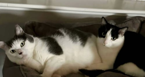 LOUIE / VINNIE - Domestic Short Hair available for adoption
