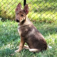Sage - Photo 3