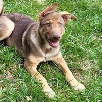 Sage - Photo 2