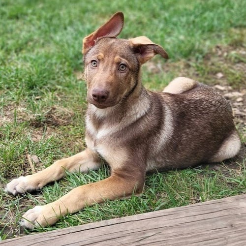 SAGE - German Shepherd Dog / Terrier for adoption in St. Paul