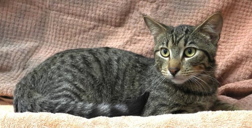 MARTY - Domestic Short Hair available for adoption