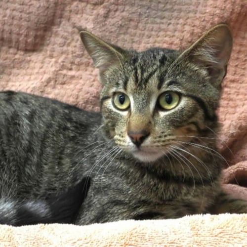 MARTY - Domestic Short Hair available for adoption