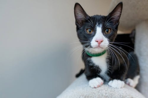 GRACIE / MICK - Domestic Short Hair available for adoption