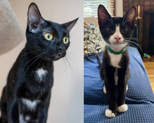 GRACIE / MICK - Domestic Short Hair available for adoption