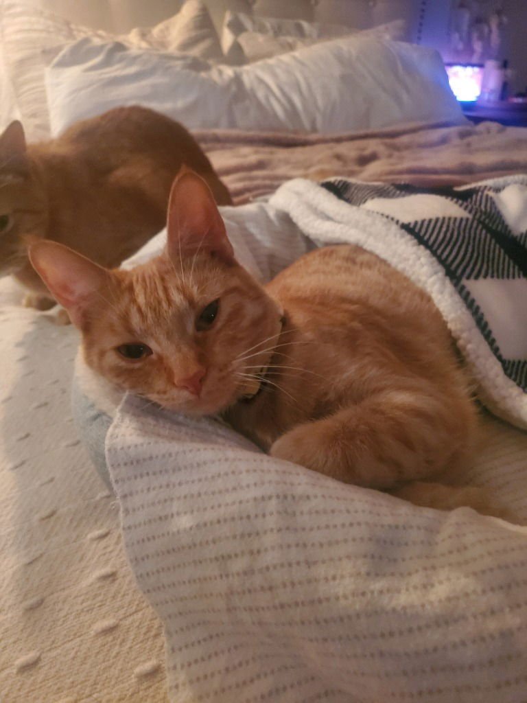 GINGERBREAD - Domestic Short Hair available for adoption