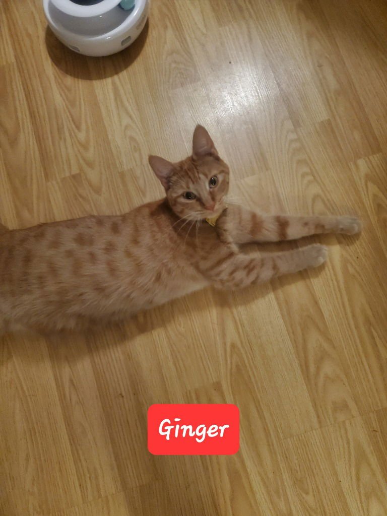 GINGERBREAD - Domestic Short Hair available for adoption