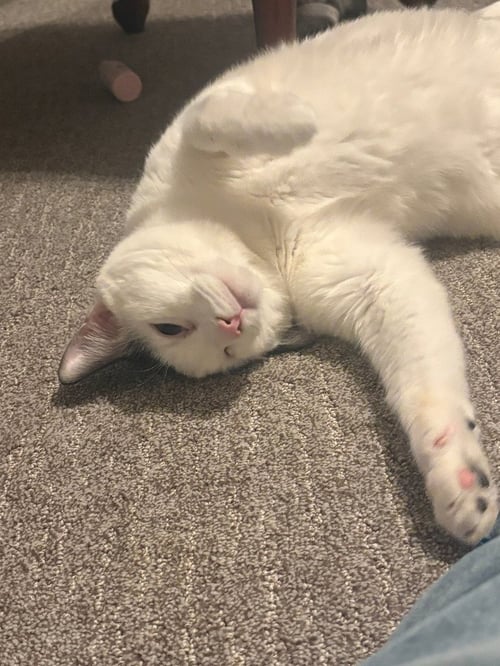 WINKIE - Domestic Short Hair available for adoption