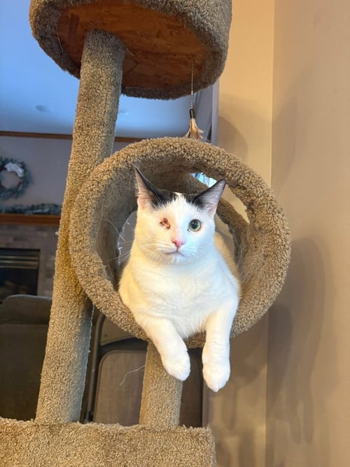 WINKIE - Domestic Short Hair available for adoption