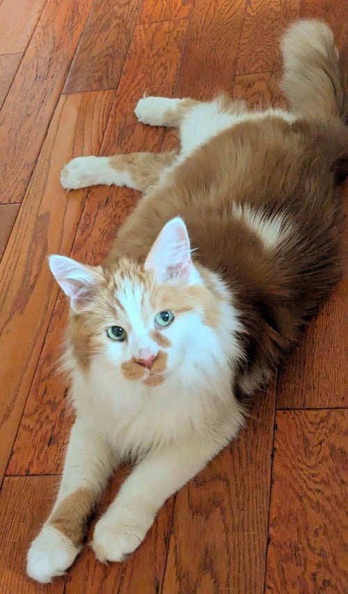 BLAZE - Domestic Medium Hair available for adoption